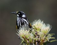 270 - HONEYEATER LOOKOUT - WORMALD KIM - australia <div